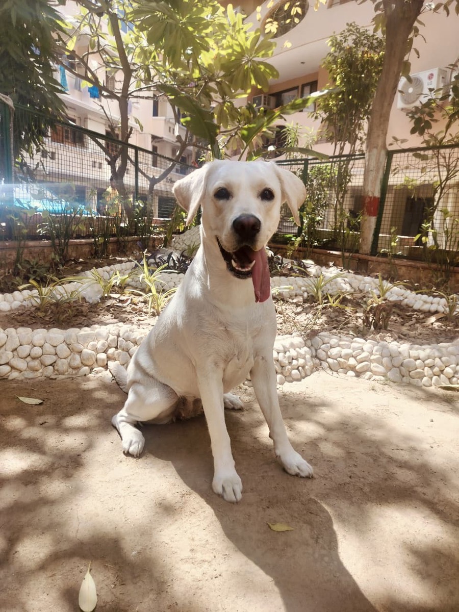 Eevee, a yellow Labrador, sitting happily outdoors